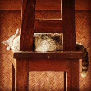 Sascha Lobo Instagram - „Es tut mir leid, Sir, Sie können sich beim Einchecken nicht auf den Stuhl setzen. Wir wollen die Katze nicht vertreiben.“ Genau so geschehen eben, wirklich wahr, phantastische Attitüde, bin also im richtigen Hotel heute.

#katzen #thailand #phuket