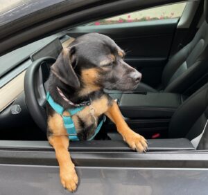 Scott Rogowsky Instagram - Today marks 2 years with “The Dog” who quickly became “The Boy” aka Bubu aka BuBoy aka Boosh aka Booshemski aka Budino aka Boodles aka Pumpkinhead aka Onionhead aka Donut aka Donut Boy aka Donut Man aka Nuzzle Bunny aka Velveteen Lapeen aka My Soft Son aka Our Lord and Savior aka My One True God aka the Forever Furrowed Furry Friend to all man, woman, and child… Buscemi ❤️ Forever thanks to @concernedcitizensanimalrescue who saved this little guy from an unspeakable horrible fate, to Caitlin who fostered him and brought him into my life, and to my friends and family who have loved him and cared for him as if he were their own, because he is. He is all of ours. He is love. He is light. He is live from New York. He is Saturday Night.