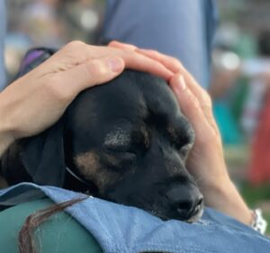 Scott Rogowsky Instagram - Today marks 2 years with “The Dog” who quickly became “The Boy” aka Bubu aka BuBoy aka Boosh aka Booshemski aka Budino aka Boodles aka Pumpkinhead aka Onionhead aka Donut aka Donut Boy aka Donut Man aka Nuzzle Bunny aka Velveteen Lapeen aka My Soft Son aka Our Lord and Savior aka My One True God aka the Forever Furrowed Furry Friend to all man, woman, and child… Buscemi ❤️ Forever thanks to @concernedcitizensanimalrescue who saved this little guy from an unspeakable horrible fate, to Caitlin who fostered him and brought him into my life, and to my friends and family who have loved him and cared for him as if he were their own, because he is. He is all of ours. He is love. He is light. He is live from New York. He is Saturday Night.