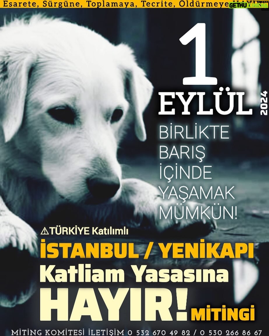 Şebnem Sönmez - 1K Likes - 1 Eylül'de neredeymişiz?
Çok mu kalabalıkmışız?
Ne diyormuşuz?
#katliamyasasınahayır
