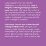 Seda Türkmen