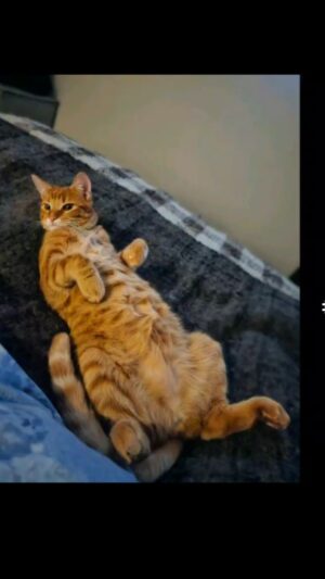 Sergi Arola Instagram - Con mi @fran_laree cada día, 365 días al año, es el #diainternacionaldelgato🐱 !!!! 
Gracias amor mio por este lindo reel que explica con claridad meridiana nuestra michi-vida. Te amo!!!
#ramsesthecat
#lentesthecat 
#guantesthecat 
#teamocaleta❤️ 
#eras tu
#soulmates💕