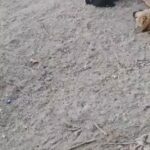 Sevil Uyar