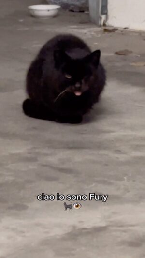 Shade Instagram - Benvenuta a casa Fury 🐈‍⬛👁️❤️‍🩹