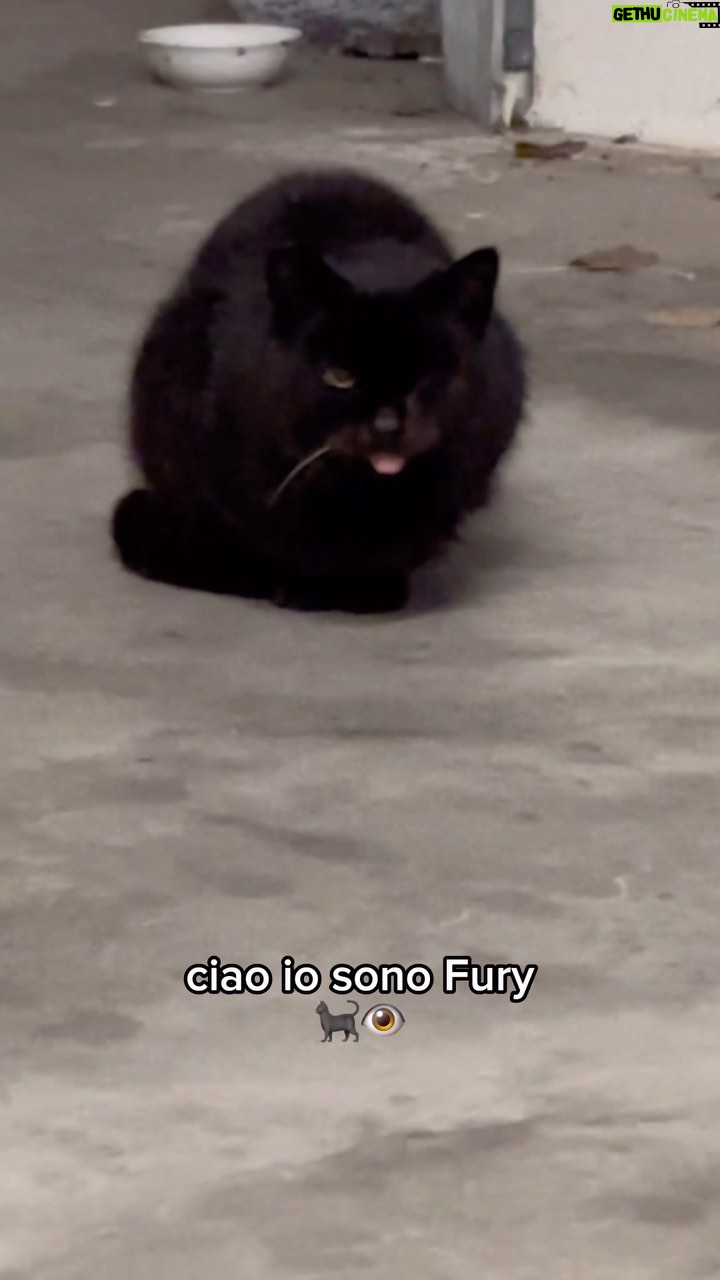 Shade - 3 Likes - Benvenuta a casa Fury 🐈⬛👁️❤️🩹