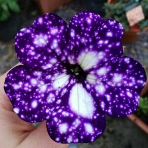 Shashank Arora Instagram - Nobody asked me this but this is my favourite flower on earth. It is named the Night Sky Petunia.