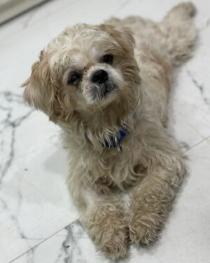 Shekhar Ravjiani Instagram - Shih Tzu named Damroo is a sweet 2 to 3 year-old who was heartlessly left behind by his previous owners, leaving him stressed and in need of a loving home. Despite his past, Damroo remains friendly with both cats and other dogs, showing his resilient and gentle nature. 

Damroo is currently being treated at the shelter for an ulcer in one eye, which will heal in about 7 days. He deserves a family that will cherish and care for him forever.

To give Damroo the loving home he deserves, please send a WhatsApp message to:
-  91 98913 26963
-  91 98190 08110

A special thank you to @shekharravjiani for being such a kind hearted soul and putting a word out for Damroo. We are extremely grateful to have you do this for us and are inspired by your pure compassion for animal welfare! ❤️✨

#YODA #YodaAnimalShelter #AdoptDontShop #RescueDog #AdoptDamroo #ShihTzuRescue #GiveLove #ForeverHome #AdoptMe #DogAdoption #RescueLove #YODARescue