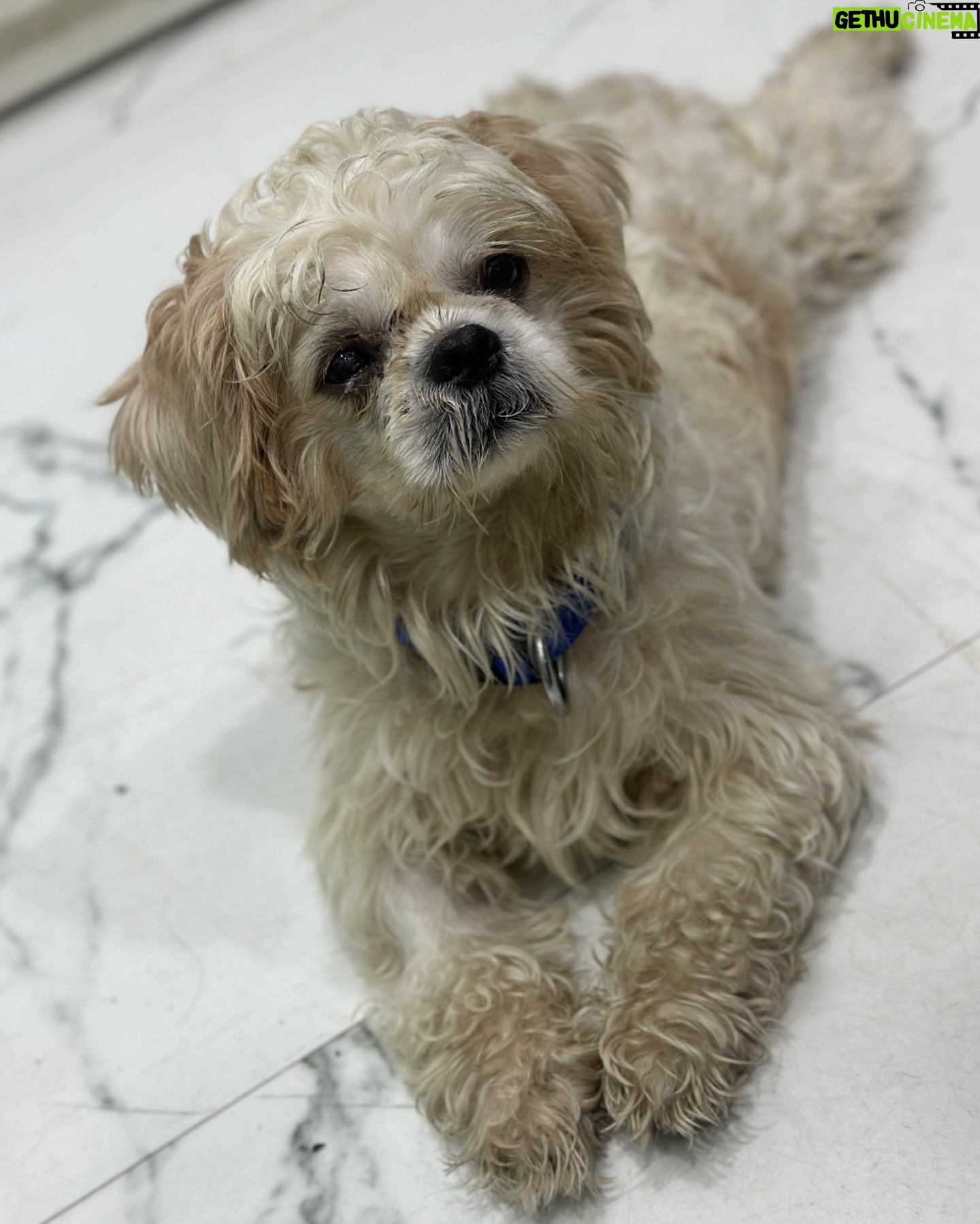 Shekhar Ravjiani - 2.1K Likes - Shih Tzu named Damroo is a sweet 2 to 3 year-old who was heartlessly left behind by his previous owners, leaving him stressed and in need of a loving home. Despite his past, Damroo remains friendly with both cats and other dogs, showing his resilient and gentle nature.
Damroo is currently being treated at the shelter for an ulcer in one eye, which will heal in about 7 days. He deserves a family that will cherish and care for him forever.
To give Damroo the loving home he deserves, please send a WhatsApp message to:
- 91 98913 26963
- 91 98190 08110
A special thank you to @shekharravjiani for being such a kind hearted soul and putting a word out for Damroo. We are extremely grateful to have you do this for us and are inspired by your pure compassion for animal welfare! ❤️✨
#YODA #YodaAnimalShelter #AdoptDontShop #RescueDog #AdoptDamroo #ShihTzuRescue #GiveLove #ForeverHome #AdoptMe #DogAdoption #RescueLove #YODARescue