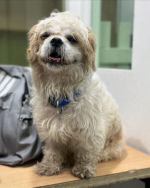 Shekhar Ravjiani Instagram - Shih Tzu named Damroo is a sweet 2 to 3 year-old who was heartlessly left behind by his previous owners, leaving him stressed and in need of a loving home. Despite his past, Damroo remains friendly with both cats and other dogs, showing his resilient and gentle nature. 

Damroo is currently being treated at the shelter for an ulcer in one eye, which will heal in about 7 days. He deserves a family that will cherish and care for him forever.

To give Damroo the loving home he deserves, please send a WhatsApp message to:
-  91 98913 26963
-  91 98190 08110

A special thank you to @shekharravjiani for being such a kind hearted soul and putting a word out for Damroo. We are extremely grateful to have you do this for us and are inspired by your pure compassion for animal welfare! ❤️✨

#YODA #YodaAnimalShelter #AdoptDontShop #RescueDog #AdoptDamroo #ShihTzuRescue #GiveLove #ForeverHome #AdoptMe #DogAdoption #RescueLove #YODARescue
