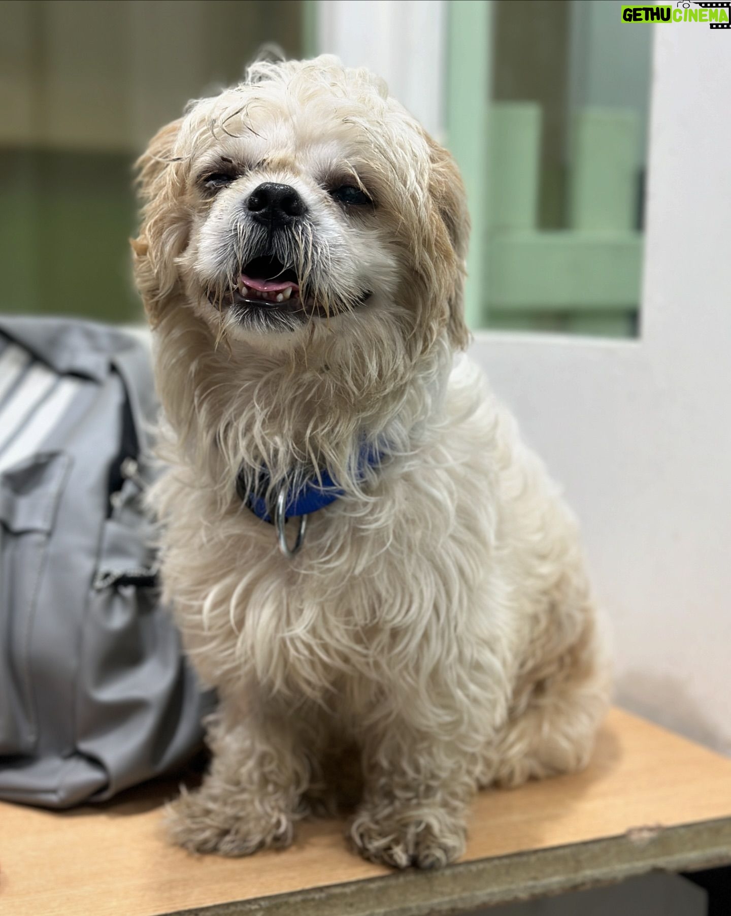 Shekhar Ravjiani - 2.1K Likes - Shih Tzu named Damroo is a sweet 2 to 3 year-old who was heartlessly left behind by his previous owners, leaving him stressed and in need of a loving home. Despite his past, Damroo remains friendly with both cats and other dogs, showing his resilient and gentle nature.
Damroo is currently being treated at the shelter for an ulcer in one eye, which will heal in about 7 days. He deserves a family that will cherish and care for him forever.
To give Damroo the loving home he deserves, please send a WhatsApp message to:
- 91 98913 26963
- 91 98190 08110
A special thank you to @shekharravjiani for being such a kind hearted soul and putting a word out for Damroo. We are extremely grateful to have you do this for us and are inspired by your pure compassion for animal welfare! ❤️✨
#YODA #YodaAnimalShelter #AdoptDontShop #RescueDog #AdoptDamroo #ShihTzuRescue #GiveLove #ForeverHome #AdoptMe #DogAdoption #RescueLove #YODARescue
