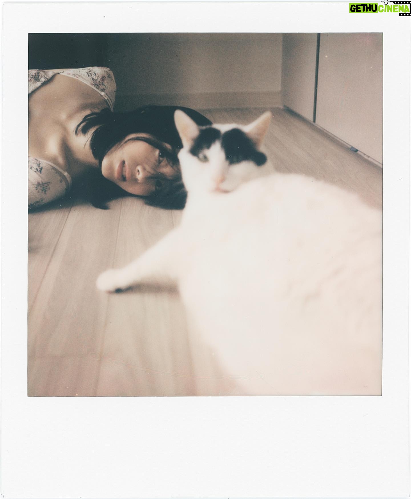 Shin Se-hwi - 15.2K Likes - 고양이