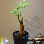 Shunya Shiraishi