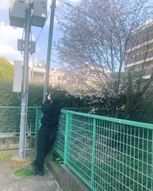 Shunya Shiraishi Instagram - 桜を撮る白石を撮りました！(マネージャー)

#🌸 #フィルム #filmphotography