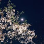 Shunya Shiraishi