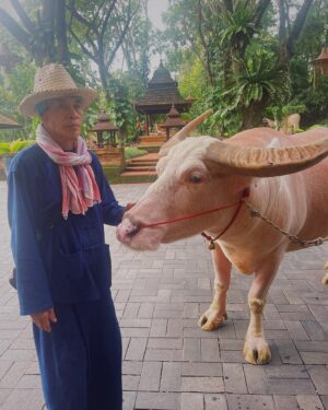 Simu Liu Instagram - ขอบคุณมาก!

chiang mai was such a dream. thank you @fschiangmai for the exquisite hospitality!! truly one of the most beautiful places on earth.

(ps i now manage gary the buffalo’s socials dm me for inquiries)