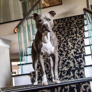 Skylar Lear Instagram - Happy birthday to my boy Jax!!! Been an amazing 4 years! @kgephoto #pitbullsofinstagram