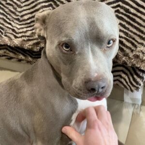 Skylar Lear Instagram - Mr. Jax is the sweetest. Proud pit daddy 🐶✊🏻 @pitbullsofinstagram @ourpitpage @pitbullsofficial @pitbullslovers01 @pitbulls_empire @pitbull.world.wide #pitbullsofinstagram #pitbulls #pitbull #pittiesofinstagram #pitskysofinstagram
