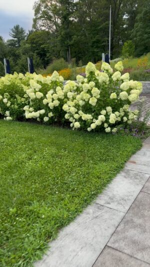 Soledad O'Brien Instagram - Hydrangeas OUT OF CONTROL this summer. Pretty much the only upside of all the rain we're getting. 🔥🔥