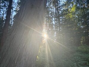 Sophie Grégoire Instagram - When you know, you know! 
When I first stepped foot on Cortes Island I felt I was on sacred land. Then when I got to Hollyhock where I taught over the weekend it simply felt like home. What a blessing it was to meet all of the beautiful participants who joined me in unfolding into our most authentic selves through yoga, deep relaxation, nature, and community. We are all recharged thanks to the team that runs this Canadian institution dedicated to wellness, mindful leadership, and positive social change. Great food, stunning gardens, dreamy sunsets, and wild open hearts! Thanks to my beautiful friends Melina Dawn @indigenousyogini and @deepavop for your profound and magical presence! 
@hollyhocklife