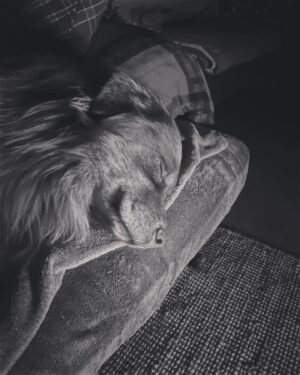 Štěpán Benoni Instagram - Chrápe skoro víc než já …😊😴 @kili.and.fili_ausstralian  #aussie  #australianshepherd  #logcabine #sleeping #spokojenost #klid #pohoda #kili