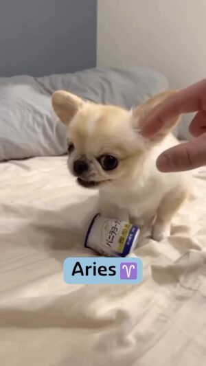 Stephanie Mills Instagram - Good morning 🌞 I only have a few questions: What’s your sign? 😂😂😂 I’m an ARIES 😂😂😂 Is this accurate? Who let these dogs out? 😳😳😳😳😳 Have a great TUESDAY everyone #POWER 💛💛💛💛💛💛💛💛 #dogyears #aries #internetneverfails
