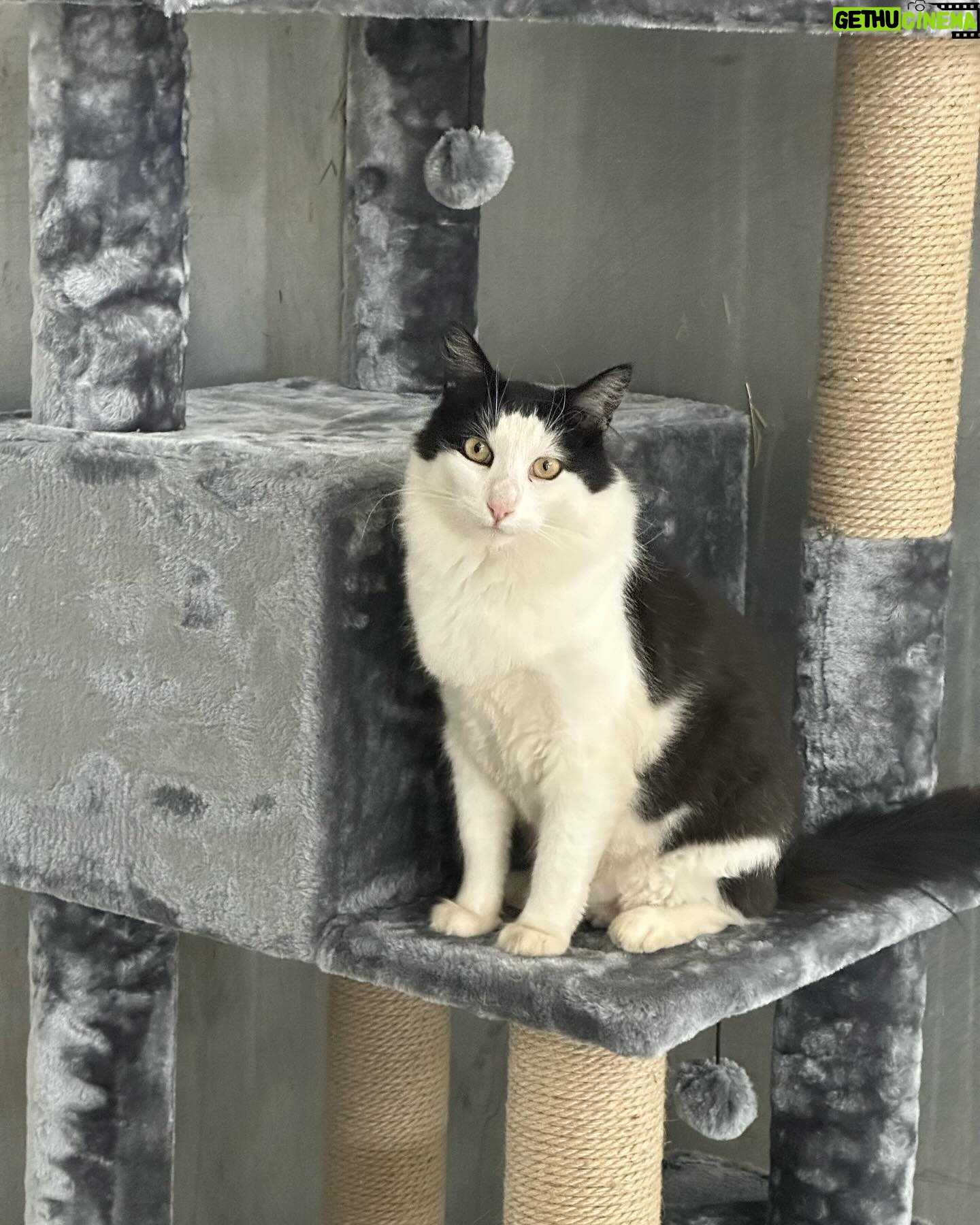 Steve Austin - 65.1K Likes - Pancho’s Place
#cat #cats #catsofinstagram