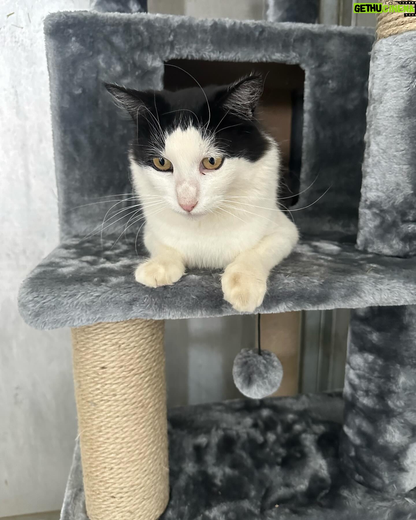 Steve Austin - 65.1K Likes - Pancho’s Place
#cat #cats #catsofinstagram