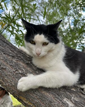 Steve Austin Instagram - Pancho
#cat #cats #catsofinstagram
