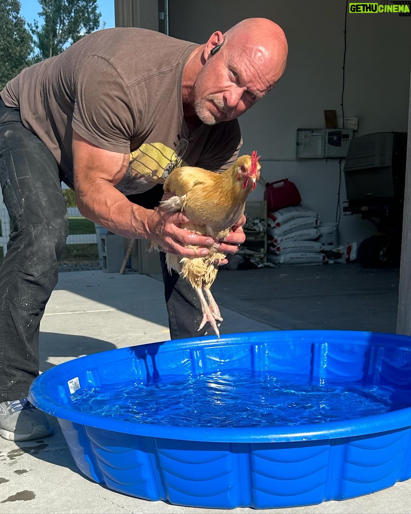 Steve Austin - 155.6K Likes - Pool Open. Lifeguard on Duty.
Rudy is a broody hen once again. Trying to cool her off so she ‘snaps out of it’…
#chicken #leghorn #broody #pool
#nodiving