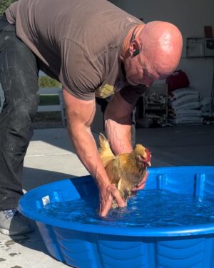 Steve Austin Instagram - Pool Open. Lifeguard on Duty. 

Rudy is a broody hen once again. Trying to cool her off so she ‘snaps out of it’…
#chicken #leghorn #broody #pool 
#nodiving