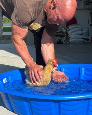Steve Austin Instagram - Pool Open. Lifeguard on Duty. 

Rudy is a broody hen once again. Trying to cool her off so she ‘snaps out of it’…
#chicken #leghorn #broody #pool 
#nodiving