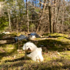 Steve Lund Instagram - There’s something about Chloe.. #Chlovid19 #mosspit 🐩