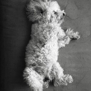 Steve Lund Instagram - There’s something about Chloe.. #Chlovid19 #mosspit 🐩