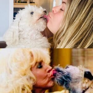 Steve Lund Instagram - There’s something about Chloe.. #Chlovid19 #mosspit 🐩