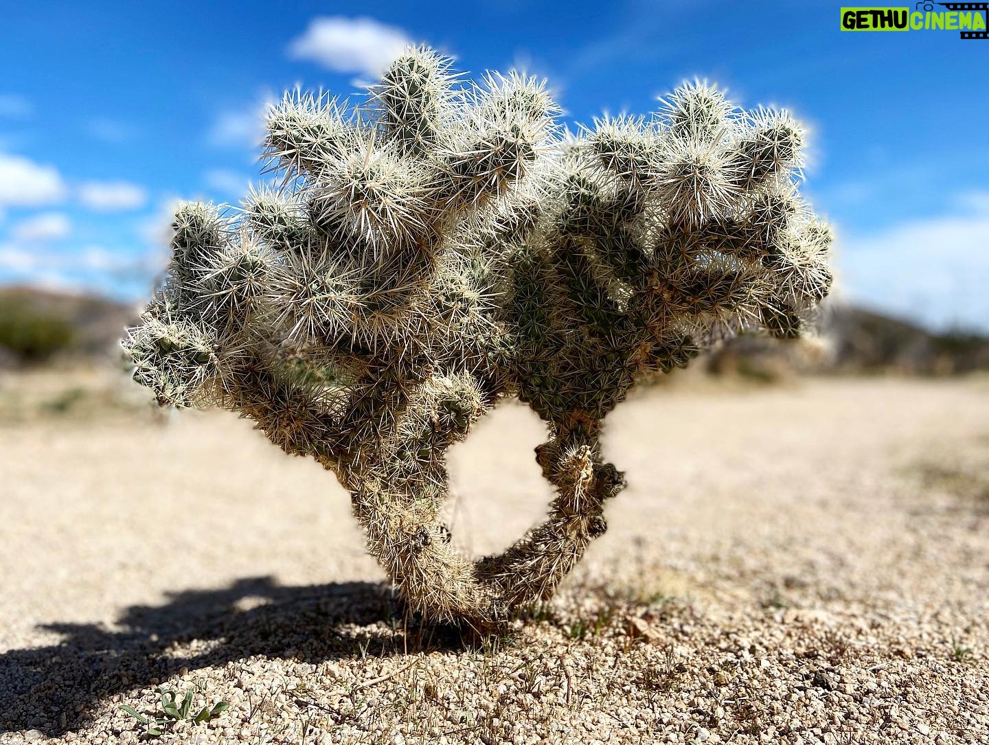 Steve Lund - 2K Likes - Joshin around where the streets have no name. #Bono #TheEdge
#joshuatree @joshuatreenps 🏜