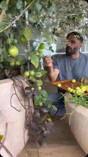 Suniel Shetty Instagram - Yellow Lemons: the color of sunshine, happiness, health and pure energy!
#Homegrown