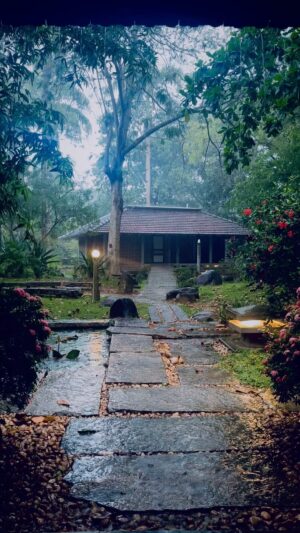 Sunitha Varma Instagram - Lost in the rhythm of the rain 🌧️🌿
.
.
.
#rain #forest #nature #peaceful #serenity #viral #love #live #explore #forestbathing #rainymorning #reelitfeelit