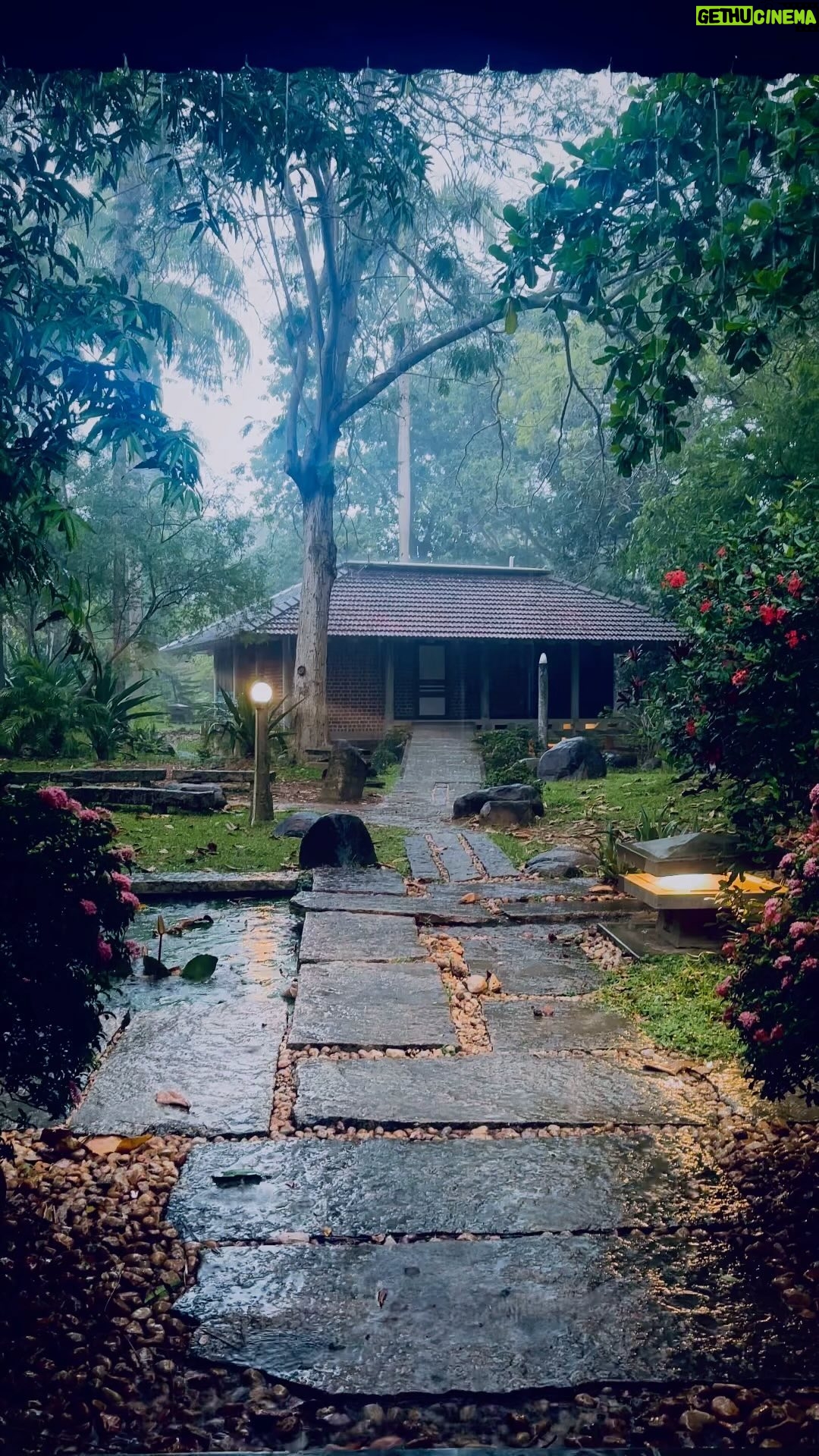 Sunitha Varma - 152 Likes - Lost in the rhythm of the rain š§ļøšæ
.
.
.
#rain #forest #nature #peaceful #serenity #viral #love #live #explore #forestbathing #rainymorning #reelitfeelit