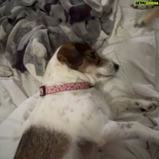 Suzette Bacó - 1.2K Likes - Antes de irme a disfrutar de mi día favorito, es importante que Gustavo entienda los rangos!! Para Cristina también es su día favorito…respeten!!! 😂😂😂 Mientras “La Zulianita” (Marisol) sufre…🤣 a ella le encanta el drama, de dónde lo habrá aprendido. 🤪
¡Feliz domingo! ☺️
#midíafavorito
#desconectarparaconectar
#conectarmiespíritu 🙏🏼
#brunch🥑
#ManoloRamosConcierto🎶