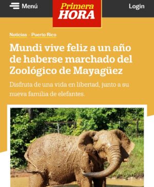 Suzette Bacó Instagram - Ayer domingo día de las madres, Mundi cumplió su primer año de libertad. Está feliz, 🥰 disftutando de ser una elefanta que camina por el bosque, se alimenta, se da baños de lodo, comparte con Bo 🐘 su inseparable compañero y vive con la dignidad que merecen vivir todos los animales. 🥹
Su cuidadora Carol Buckley esta contenta con su progreso que ha sido rápido. Sus antiguos cuidadores en P.R. nunca se han comunicado en este año para ver como está 😔 y tampoco han recibido ninguna aportación al santuario de parte de nuestro gobierno. El cuidado de Mi di en el sabtuario asiende a $145,000.00 al año. Si quieres ayudar puedes hacerlo a través de la página cibernética elephantaidinternational.org .

No puedo negarlo, moentras leía ésta noticia, lloré de alegría, porque NINGÚN animal debería vivir en cautiverio y maltratado. Su sufrimiento no puede ser nuestro entretenimiento. 

#NoALosZoologicos
#NoALosCircosConAnimales
#noalmaltartoanimal
#adoptanocompres