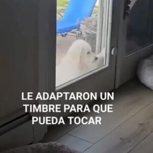 Suzette Bacó Instagram - Buscando estimados….🏃🏻‍♀️💨 😂😂😂
¡Pero habrán horarios porque esto es una casa decente! 😆

Me mata cuando vielve a tocar la 2da vez!!! 😆

#familia🐾