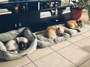 Suzette Bacó Instagram - El paraíso…🥰

¡Feliz sábado! 😊

#familia 
#adoptanocompres 
#mascotas 
#petlover 
#mamaperruna