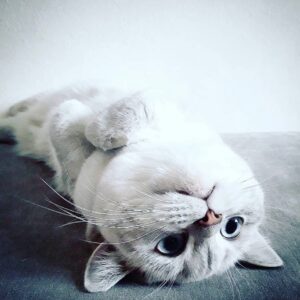 Svetlana Surganova Instagram - Друзья, сегодня отмечаем один из самых милых и «пушистых» праздников в году — Всемирный день кошек! 

Поздравляем всех владельцев и, конечно же, самих виновников торжества. Ведь эти очаровательные создания ежедневно дарят нам своё тепло, нежность и поддержку. Когда они начинают мурлыкать, все проблемы моментально улетают, как будто по волшебству! ✨

Хотим познакомить вас с пушистыми любимцами нашей команды)

Красавица Соня, муза нашего художника по свету Николая Ивашкова. Только посмотрите на её глаза! Потрясающий цвет 😻

Очаровашка Молли, пушистое сокровище продакшен-менеджера Дениса Головнёва. Ну разве она не прелесть? 🐾

Озорная Ася, проказница нашего звукорежиссера Владимира Мехнина. Её хитрые глазки явно намекают на любовь к приключениям и играм! 🐱

Грациозная Касасаги Валерия Тхая. Удивительно, насколько они похожи - оба такие же благородные и величественные!😊

И, конечно, трио Светланы Сургановой! Помните имена этих пушистиков? 
Пишите в комментариях! 
 
#светланасурганова 
#сургановаиоркестр