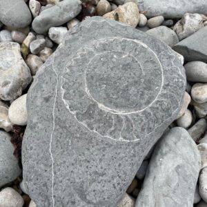 Sweet Anita Instagram - Lyme Regis is one of the best fossil beaches in the world. THESE WERE HUGE!! Sadly too big to take home with me 😭