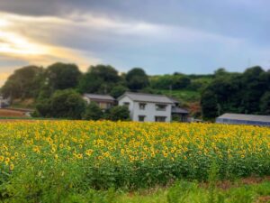 Takayuki Ogawa Instagram - 唐突なひまわり
ぜーぜーな状態で水分補給してたらこんな景色が