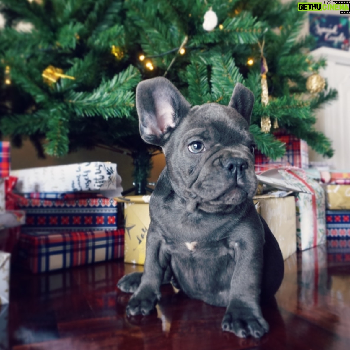 Taya Rogers - 6.1K Likes - A lifetime wouldn’t have been long enough 💔 We’ll be loving you always, there will always be a Baloo shaped hole in our lives now but we’re so grateful we got 8 amazing years as a family. Rest easy bubba ❤️