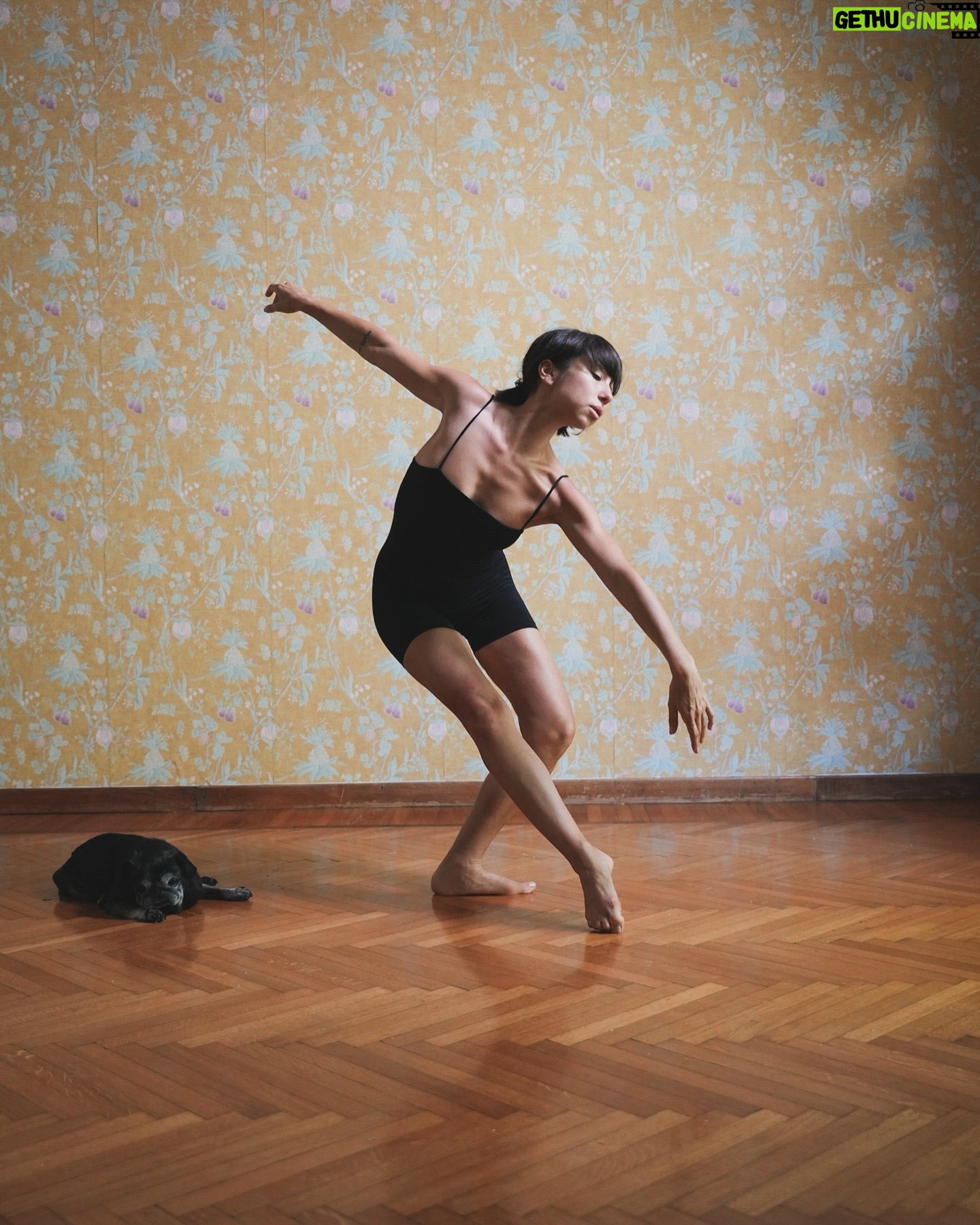 Tess Masazza - 18.5K Likes - Le mie passioni: la danza, i carlini e la carta da parati.
#pug #ballet #danzaclassica #carlini #cartadaparati #insopportabilmentedonna