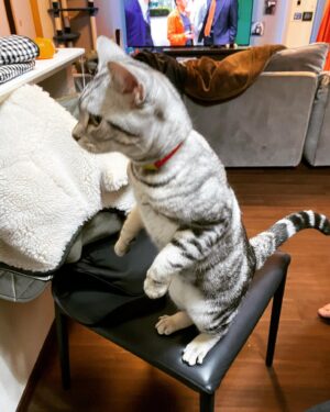 Tetsuya Instagram - 今年も昨年に引き続き猫年です