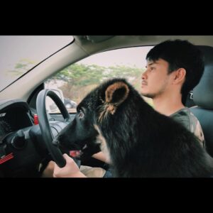 Thanachat Tullayachat Instagram - คู่ซี้ต่างสายพันธุ์ #germanshepherd
