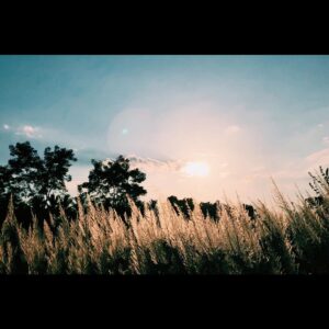 Thanachat Tullayachat Instagram - 🌾🌳🌤
